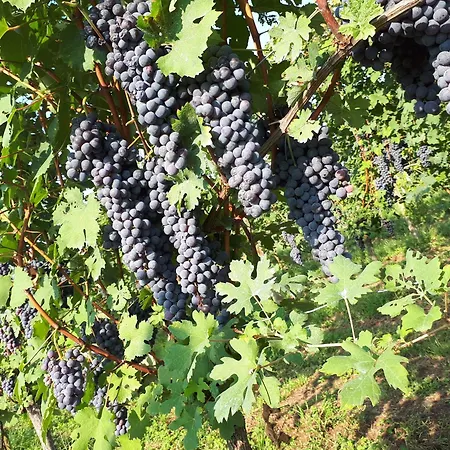 Cascina Colombo *